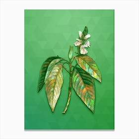 Vintage Malabar Nut Botanical Art on Classic Green n.1244 Canvas Print