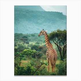 Giraffe In The Savannah 2 Canvas Print