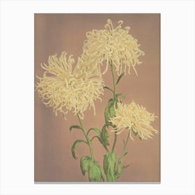Beautiful Photomechanical Prints Of Three Yellow Chrysanthemums, Kazumasa Ogawa Canvas Print