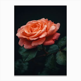 Orange Rose With Raindrops Canvas Print