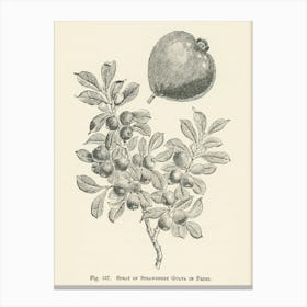 Vintage Illustration Of Strawberry Guava, John Wright Canvas Print