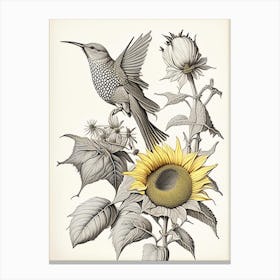 Hummingbird And Sunflower Vintage Botanical Line Drawing Canvas Print