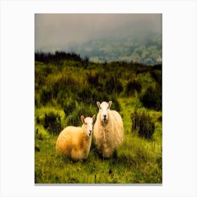 Two Sheep In A Field Canvas Print