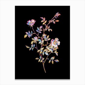 Stained Glass Pink Hedge Rose in Bloom Mosaic Botanical Illustration on Black n.0337 Canvas Print
