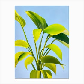Maranta Bold Graphic Plant Canvas Print