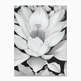 Lotus B&W Pencil 3 Flower Canvas Print