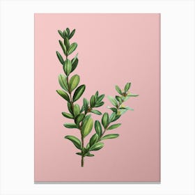 Vintage Buxus Colchica Bush Botanical on Soft Pink n.0676 Canvas Print