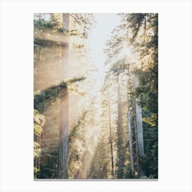 Redwood Forest Dreams Canvas Print