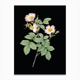 Vintage Short Styled Field Rose Botanical Illustration on Solid Black n.0428 Canvas Print