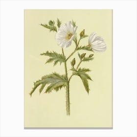 White Flowers On A Green Background Canvas Print