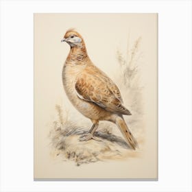 Vintage Bird Drawing Grouse 3 Canvas Print