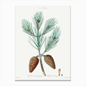 Aleppo Pine, Pierre Joseph Redoute Canvas Print