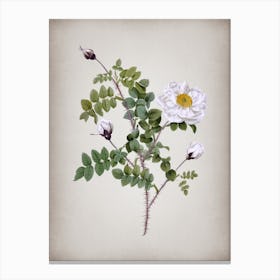 Vintage White Burnet Roses Botanical on Parchment n.0525 Canvas Print