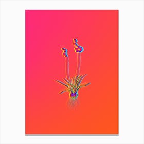 Neon Ixia Crispa Botanical in Hot Pink and Electric Blue n.0352 Canvas Print