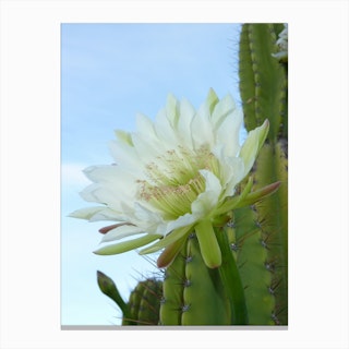 Wild Cactus Flower Canvas Print