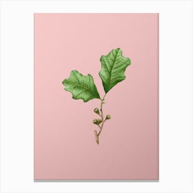 Vintage Bear Oak Leaves Botanical on Soft Pink n.0312 Canvas Print
