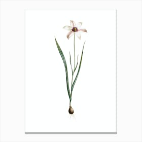 Vintage Lady Tulip Botanical Illustration on Pure White n.0721 Canvas Print