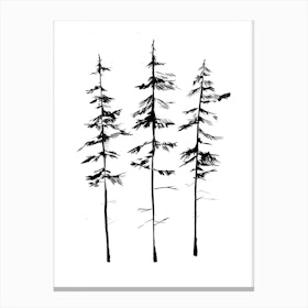 Pine Trees Canvas Print