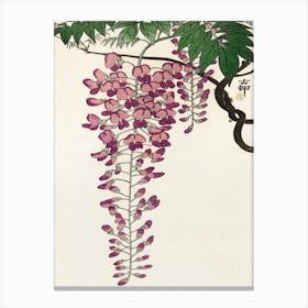 Blooming Wisteria (1900 1930), Ohara Koson Canvas Print