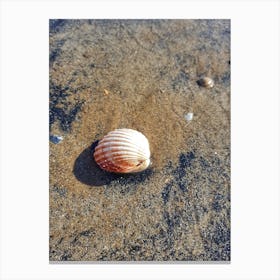 Shell On The Beach Canvas Print