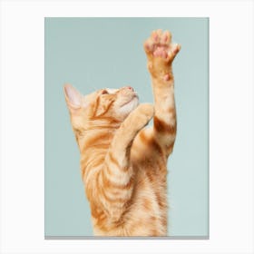 Cat Reaching For A Toy Canvas Print