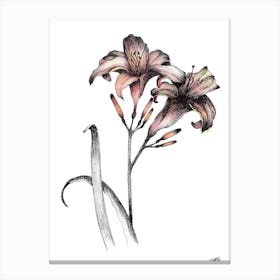 Watercolour Pair of Day Lillies Canvas Print