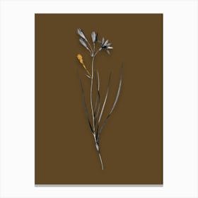 Vintage Amaryllis Montana Black and White Gold Leaf Floral Art on Coffee Brown n.0487 Canvas Print