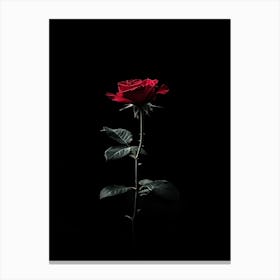 Single Red Rose On Black Background 9 Canvas Print