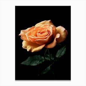 Peach Rose 20 Canvas Print