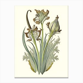 Orris Root Herb Vintage Botanical Canvas Print