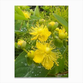 St. John Wort - photography Canvas Print