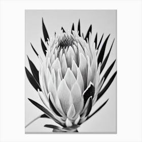 Proteas B&W Pencil 1 Flower Canvas Print