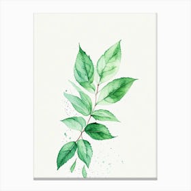Peppermint Leaf Minimalist Watercolour 2 Canvas Print