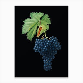 Vintage Fuella Grapes Botanical Illustration on Solid Black n.0535 Canvas Print