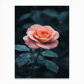 Pink Rose 52 Canvas Print