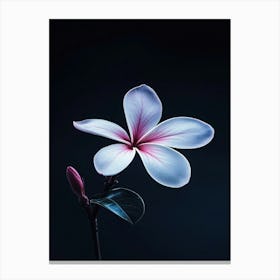 Frangipani Flower Canvas Print