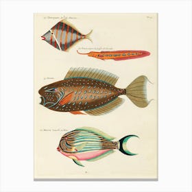 Colourful And Surreal Illustrations Of Fishes Found In Moluccas (Indonesia) And The East Indies, Louis Renard(63) Canvas Print
