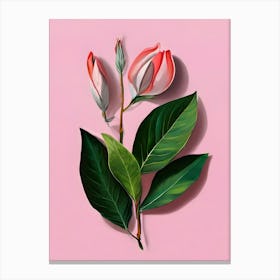 Magnolia 2 Canvas Print