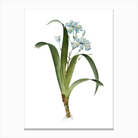 Vintage Iris Fimbriata Botanical Illustration on Pure White n.0712 Canvas Print