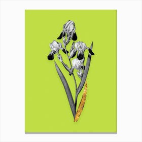 Vintage Elder Scented Iris Black and White Gold Leaf Floral Art on Chartreuse n.0665 Canvas Print