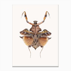 Insects VI Canvas Print