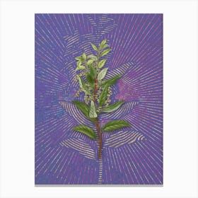 Vintage Evergreen Oak Botanical Illustration on Veri Peri n.0570 Canvas Print
