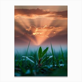 Sunrise Over A Grassy Field Canvas Print