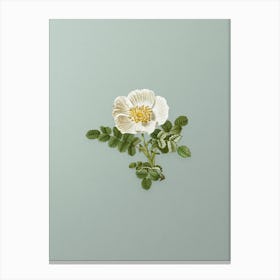 Vintage White Burnet Rose Botanical Art on Mint Green n.0444 Canvas Print