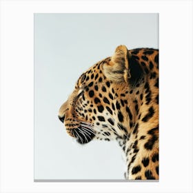 Leopard 26 Canvas Print