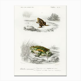 Oval Frog (Engystoma Ovale) And Green Toad (Bufo Viridis), Charles Dessalines D' Orbigny Canvas Print