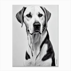 American Foxhound 2 B&W Pencil dog Canvas Print