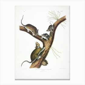 The Viviparous Quadrupeds Of North America, John James Audubon Canvas Print