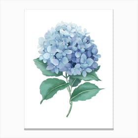 Hydrangea Canvas Print