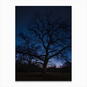 Bare Tree At Night 1 Canvas Print